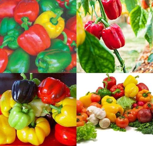Capsicum Seeds and Free Plant Growth Serum